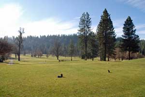 Mace Meadow Golf course, Pioneer, CA
