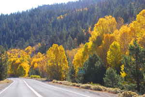 Highway 88 near Sorensen's Resort showing fall colors